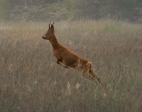 Deer jumping