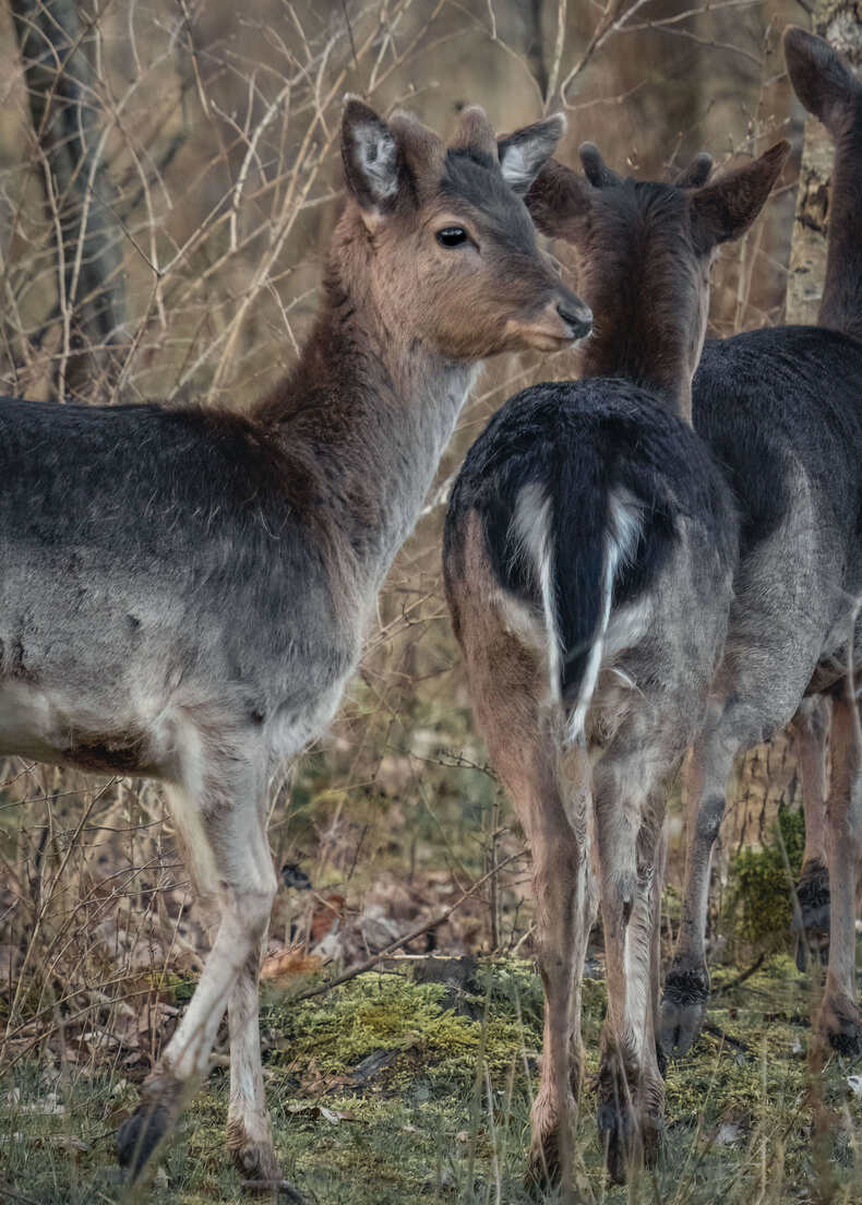 Deer